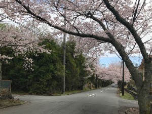 2017桜